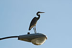 Blue Heron