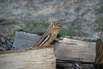 Chipper the Chipmonk