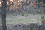 Deer at Dusk