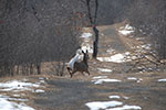 Deer Fleeing