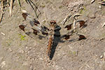 Brown Dragonfly