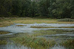 Ducks in a Marsh