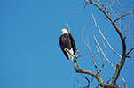 Roosting Bald Eagle - Cohoes