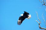 Bald Eagle - Taking Flight