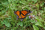 Monarch Butterfly