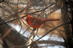 Cardinal - Male