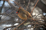 Cardinal - Female