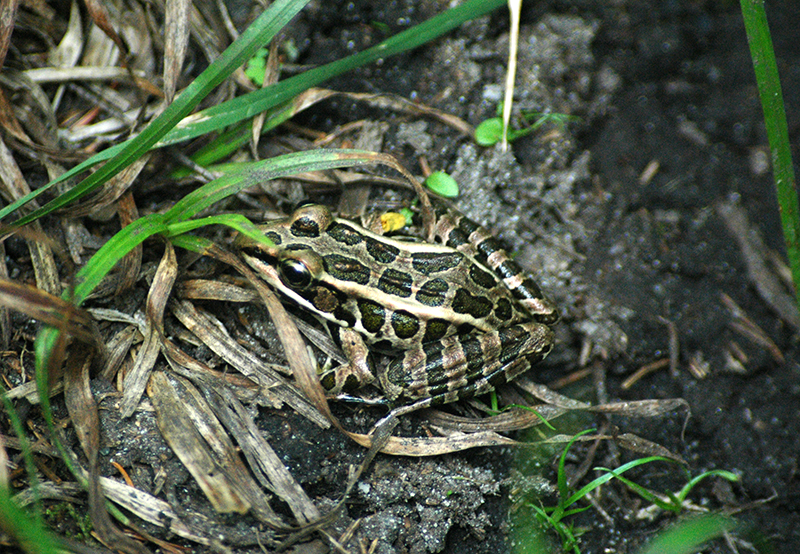 Frog on trail to Blue Ledge