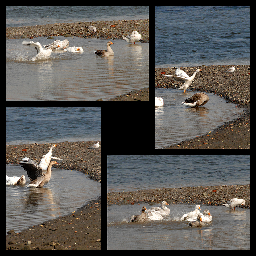 Tide Pool Follies